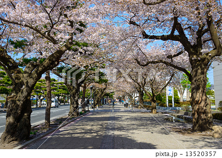青森 十和田市官庁街通りの桜並木の写真素材