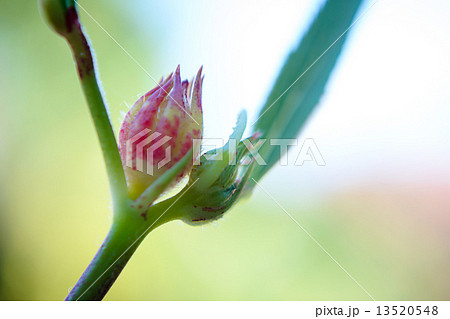 Roselle flowers in the garden Roselle flowers in the garden 13520548