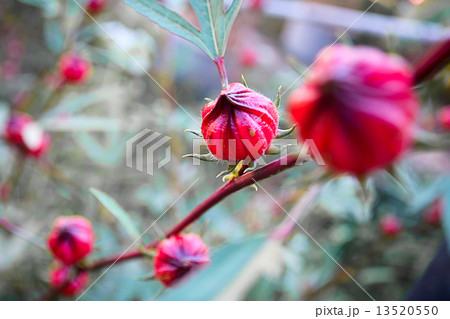 Roselle flowers in the garden Roselle flowers in the garden 13520550