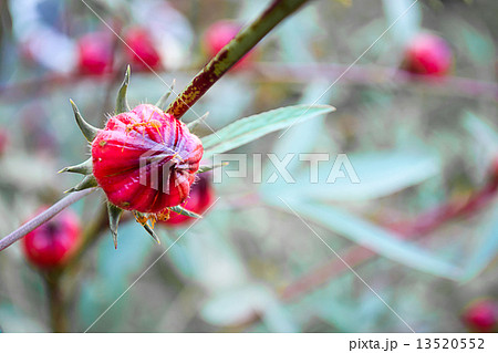 Roselle flowers in the garden Roselle flowers in the garden 13520552