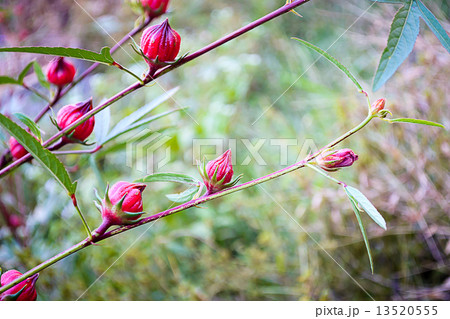 Roselle flowers in the garden Roselle flowers in the garden 13520555