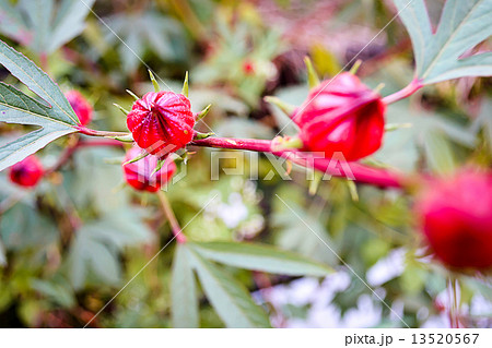 Roselle flowers in the garden Roselle flowers in the garden 13520567