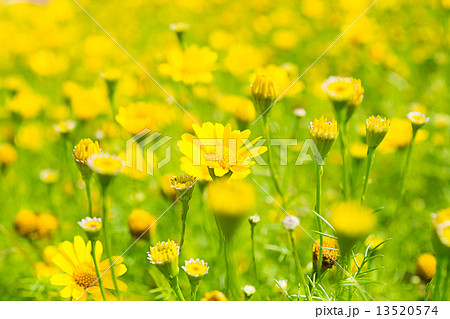Buttercup Meadow in flower Garden Buttercup Meadow in flower Garden 13520574