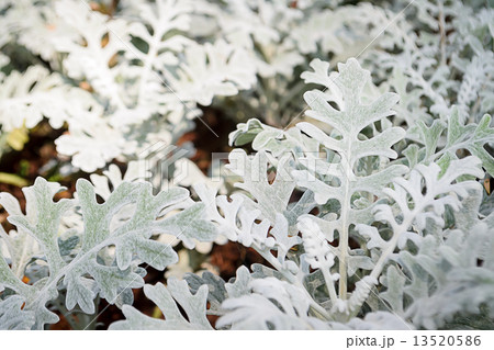 Gray leaf of Dusty Miller Gray leaf of Dusty Miller 13520586