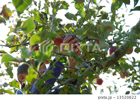 りんご狩り 13520622