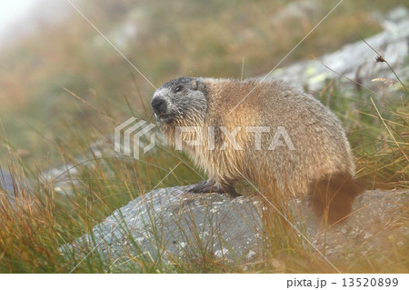 Autumn marmot 13520899