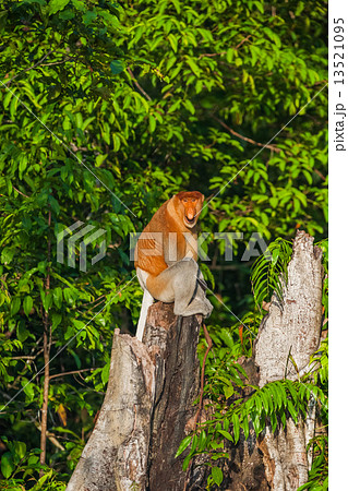 ボルネオのテングザル ボルネオのテングザル 13521095
