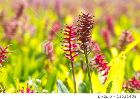 Bromeliad, Aechmea gamosepala 13521408