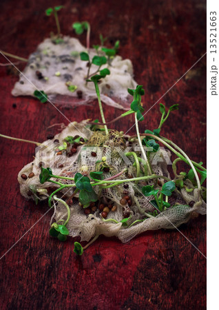 stems sprout plant in marl 13521663