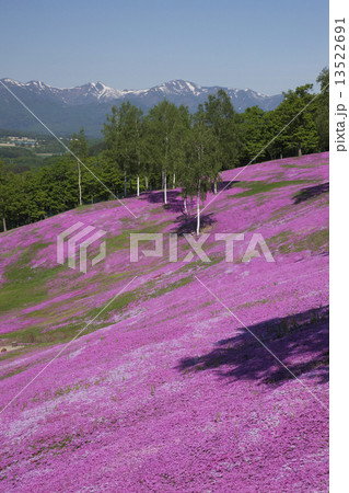 シバザクラ 13522691