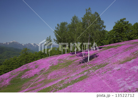 シバザクラ シバザクラ 13522712