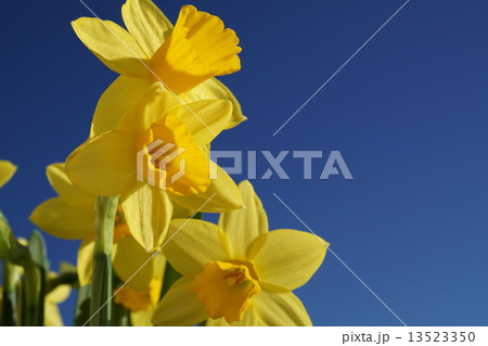 ミニ水仙（テータテート） 13523350