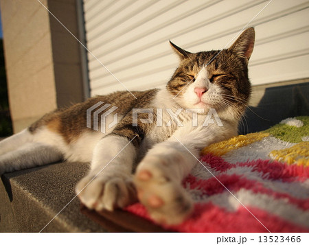陽を浴びて気持ちよさそうな猫 陽を浴びて気持ちよさそうな猫 13523466