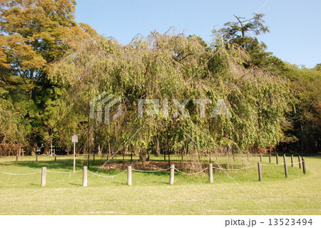 上賀茂神社の「斎王桜」（京都市北区上賀茂本山） 13523494