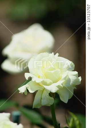 薔薇 13523707