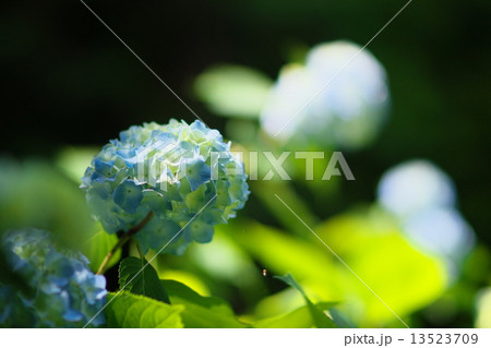 紫陽花 紫陽花 13523709