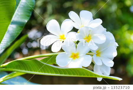 Frangipani Flower or Plumeria 13523710