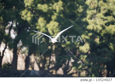 皇居内堀に飛ぶユリカモメ 皇居内堀に飛ぶユリカモメ 13524027