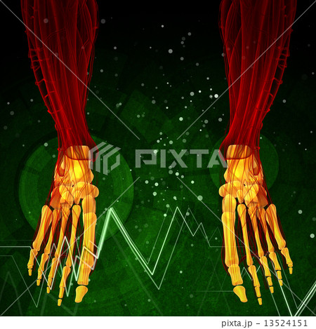 3d render medical illustration of the foot bone 13524151