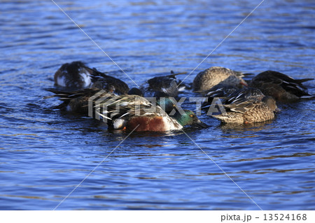 ハシビロガモ 13524168