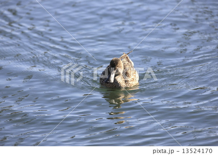 ハシビロガモ ハシビロガモ 13524170