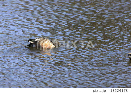 ハシビロガモ ハシビロガモ 13524173
