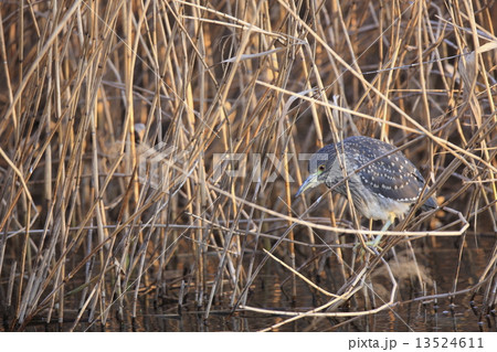 ゴイサギ幼鳥(ホシゴイ) ゴイサギ幼鳥(ホシゴイ) 13524611