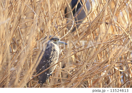 ゴイサギ幼鳥（ホシゴイ） 13524613