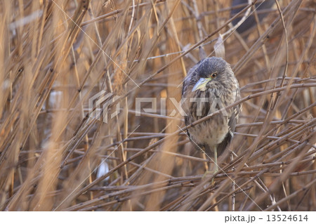 ゴイサギ幼鳥(ホシゴイ) ゴイサギ幼鳥(ホシゴイ) 13524614