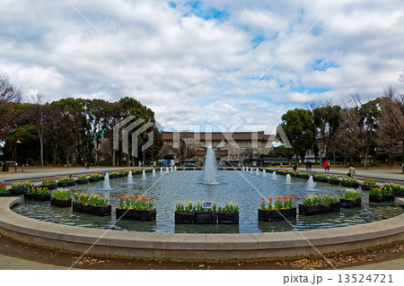 上野公園噴水広場の早咲きのチューリップと東京国立博物館 13524721