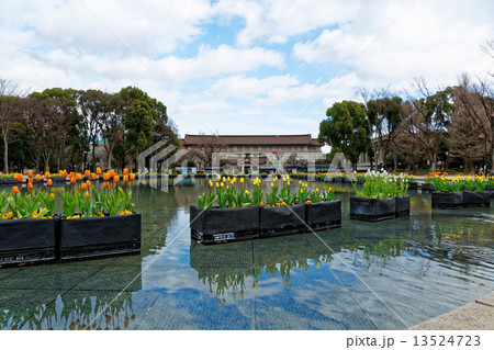 上野公園噴水広場の早咲きのチューリップと東京国立博物館 13524723