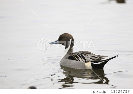 オナガガモ 13524737