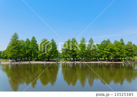 舎人公園のラクウショウの林と湖面に映える景観 舎人公園のラクウショウの林と湖面に映える景観 13525385