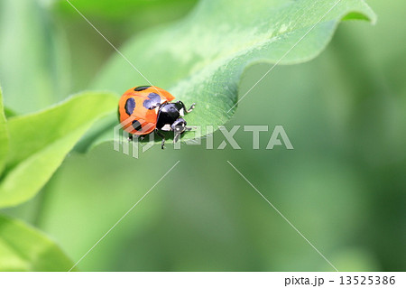 ツメクサの葉に天道虫 ツメクサの葉に天道虫 13525386