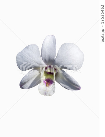 White orchid 13525462