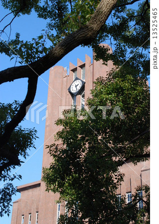 楠木と安田講堂 楠木と安田講堂 13525465