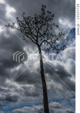 奇跡の一本松 13525739