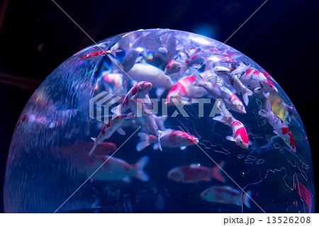 金魚 13526208