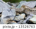Snake on the rocks 13526763