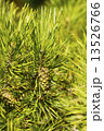 pine branch with young green cones in summer 13526766