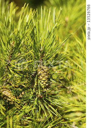 pine branch with young green cones in summer 13526766