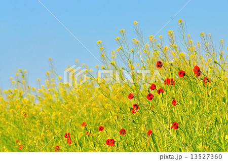 Poppies field Poppies field 13527360