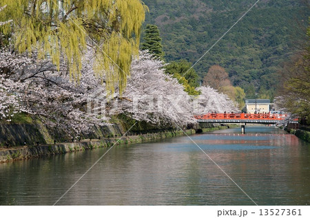 岡崎桜回廊 13527361