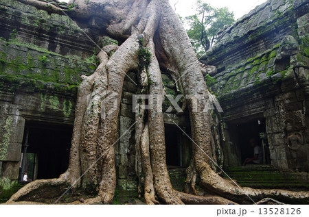 カンボジア　シェムリアップ　アンコールワット　ベンメリア 13528126
