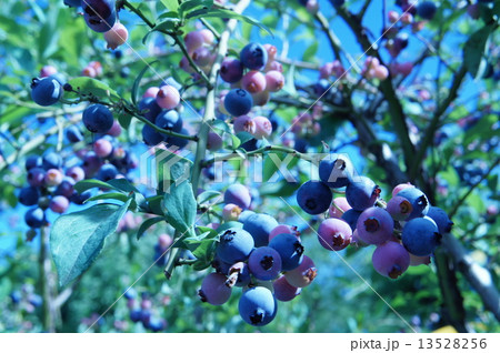 ブルーベリー畑 13528256