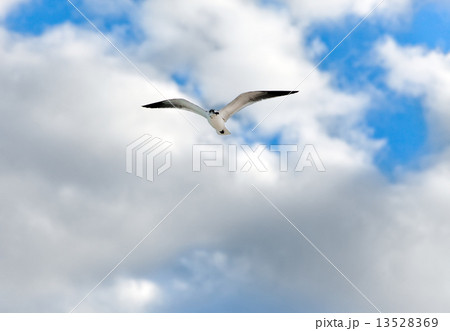Seagull Seagull 13528369