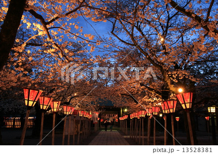 三島大社の夜桜 13528381