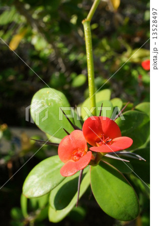 ハナキリン 13528497