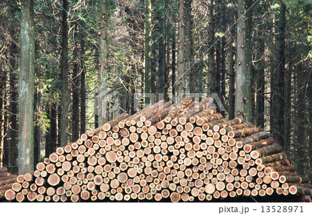 杉の丸太 杉の丸太 13528971