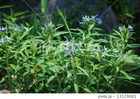 丁字草チョウジソウ　花言葉は「威厳」 13529081
